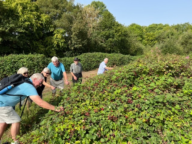 Blackberry Picking September 2023